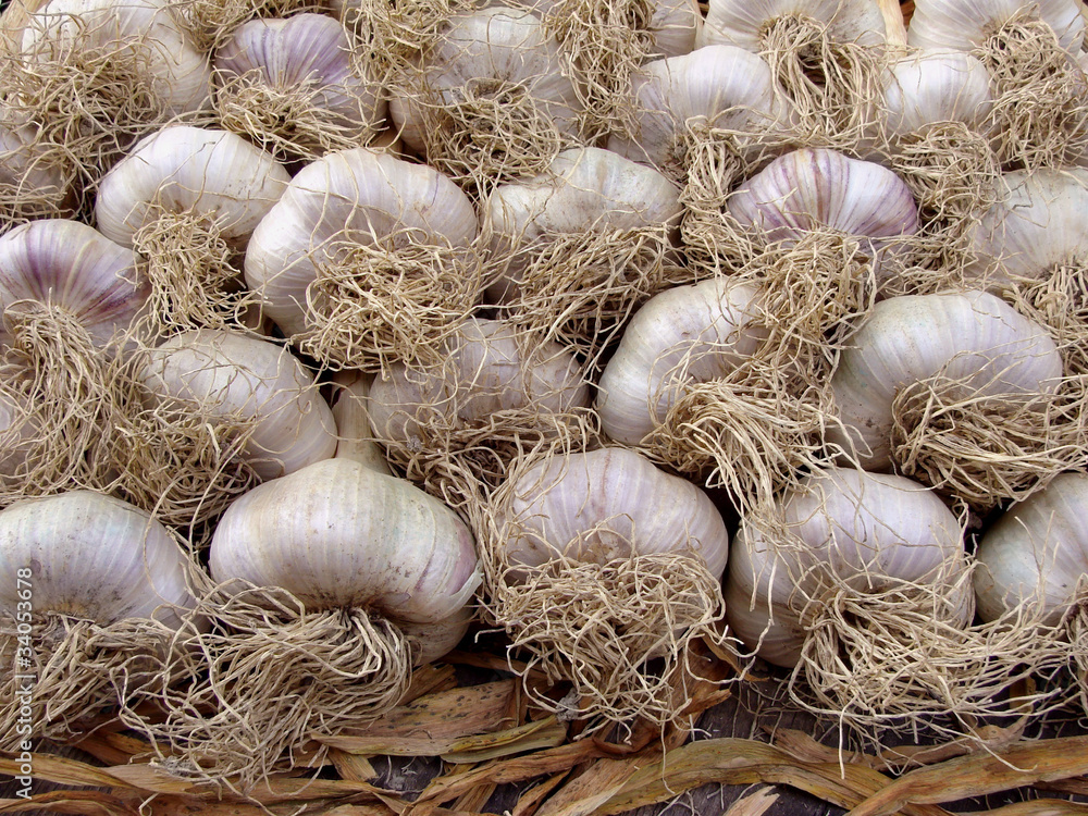 garlic bulbs garlic bulbs