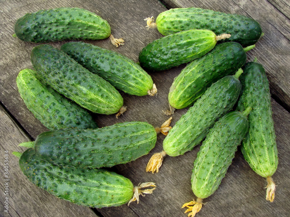 fresh cropped cucumbers fresh cropped cucumbers