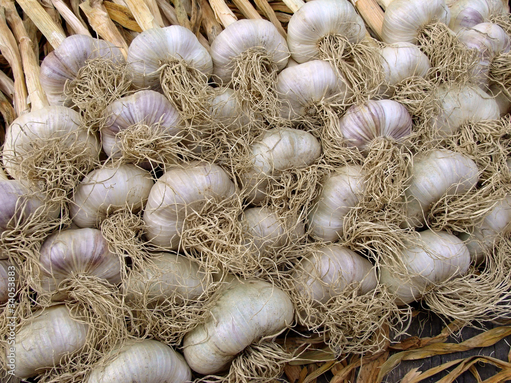 garlic bulbs garlic bulbs