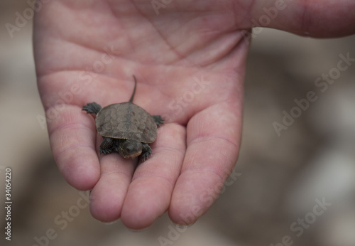 Loggerhead Turtle Hatchling on Palm of a human Hand