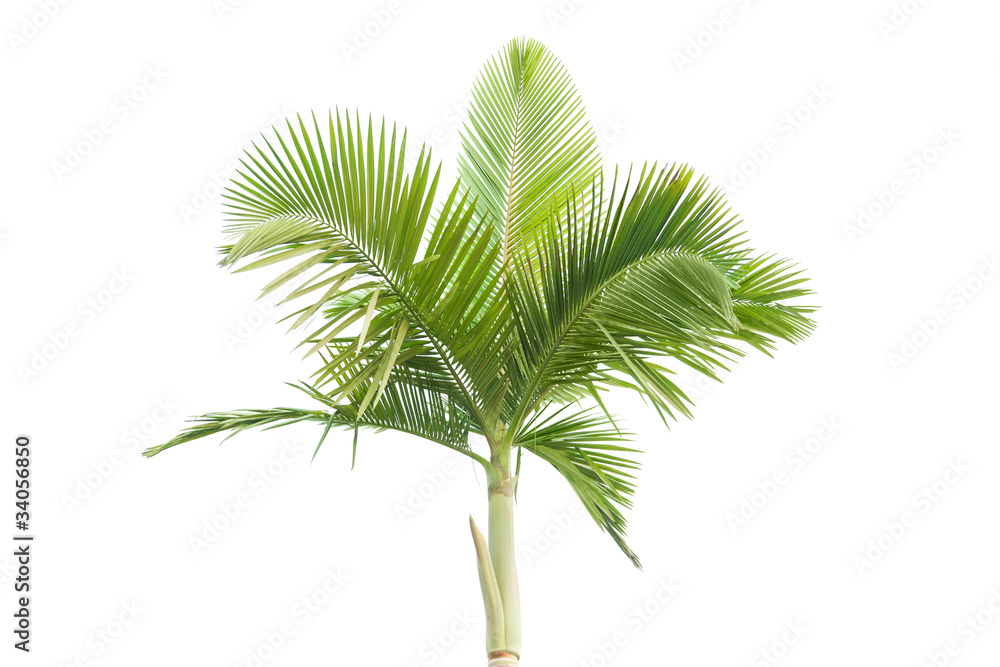 Fototapeta premium Palm tree isolated on white background