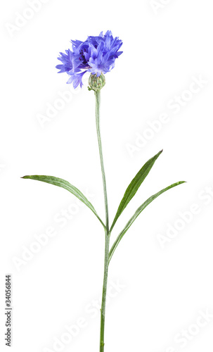 Cornflower, Cyanus segetum isolated on white background
