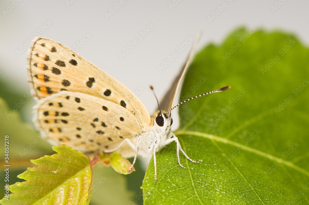 Obraz premium Lycaena tityrus