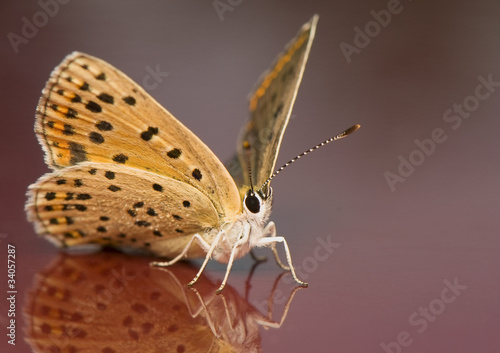 Obraz na płótnie Lycaena tityrus w salonie