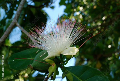 Flora (Seychellen) photo