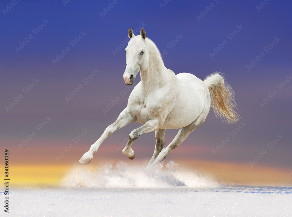 white horse with sun rising background behind