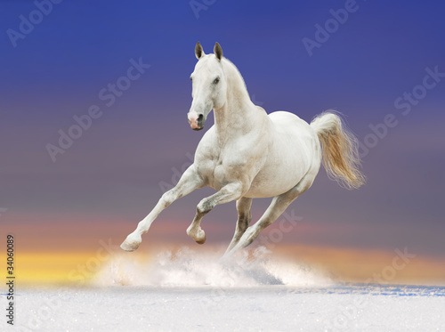 white horse with sun rising background behind