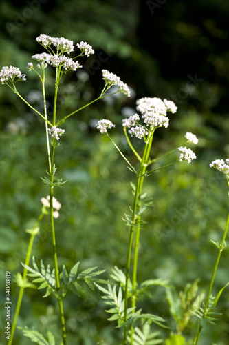 valerian