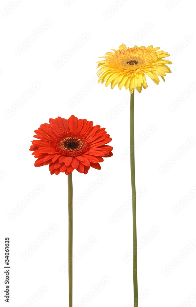 Naklejka premium two daisy