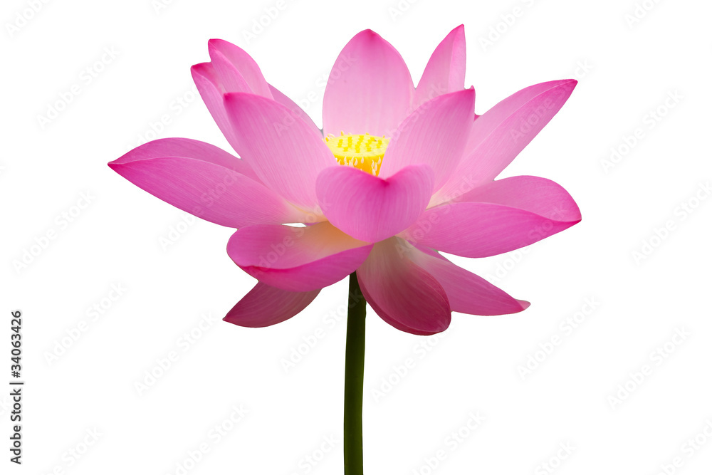 lotus flower with white background