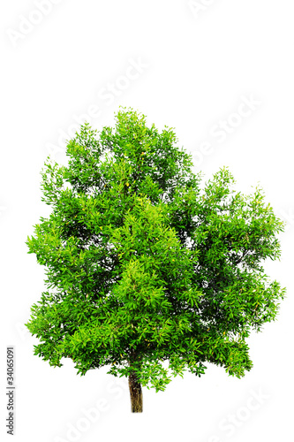 Tree on a white background.