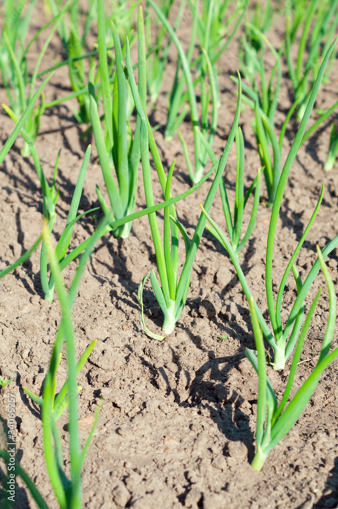 view of chive on the field.plantation onions view of chive on the field.plantation onions