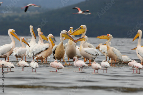 Pélicans du lac Nakuru