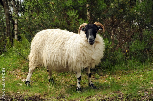 mouton et brebis