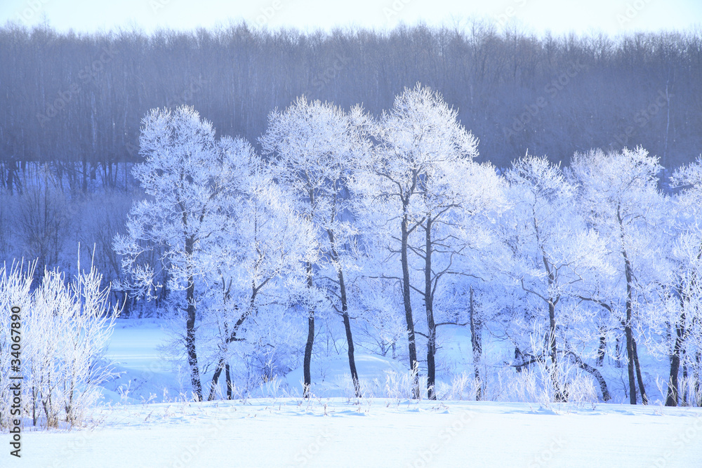 Fototapeta premium 樹氷