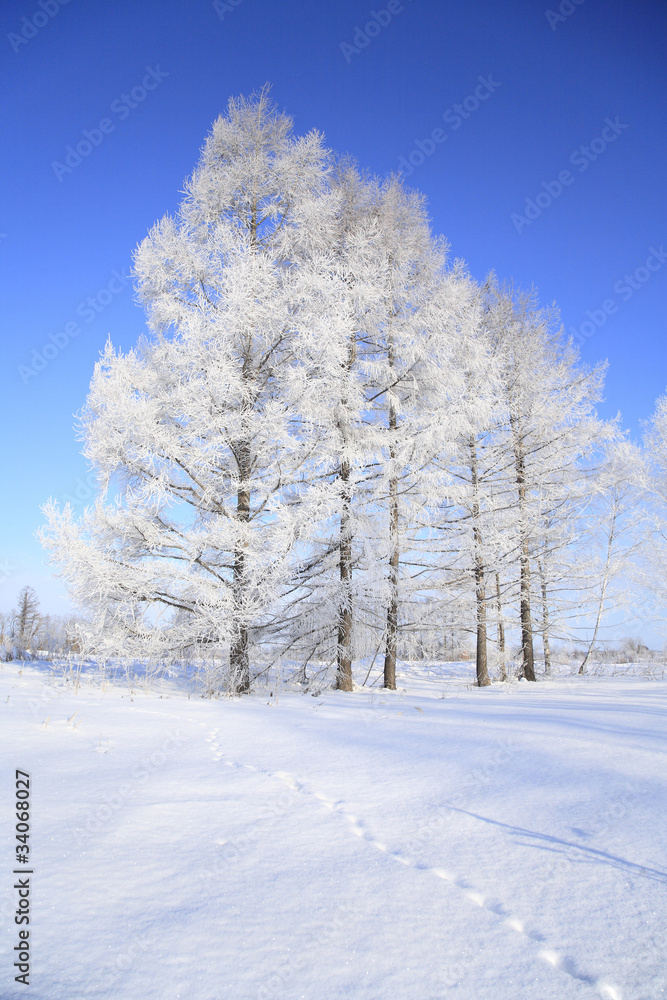足跡のある雪原と樹氷