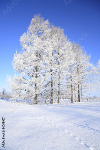 足跡のある雪原と樹氷 © paylessimages