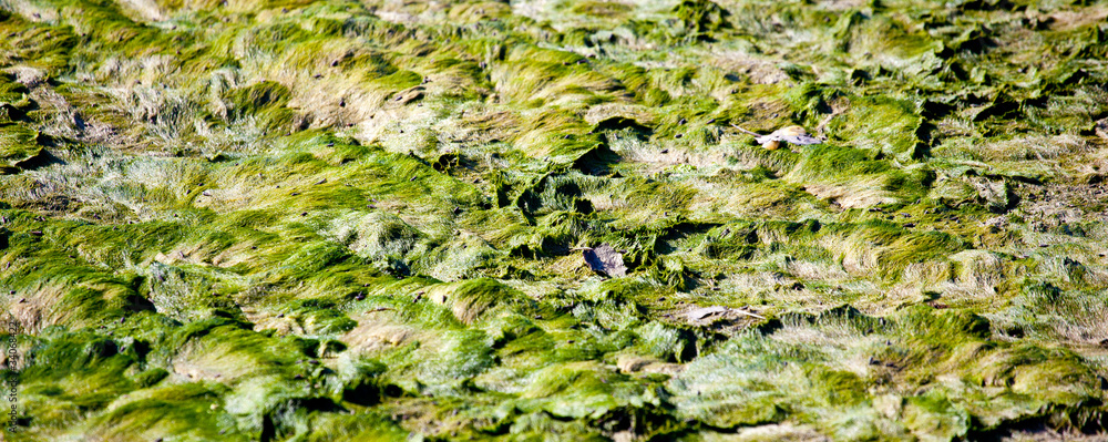 Obraz premium Alghe, laguna di Grado