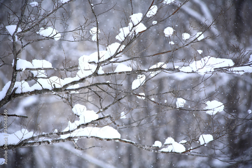 木々と冠雪 木々と冠雪