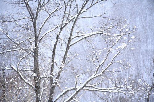 木々と冠雪 © paylessimages