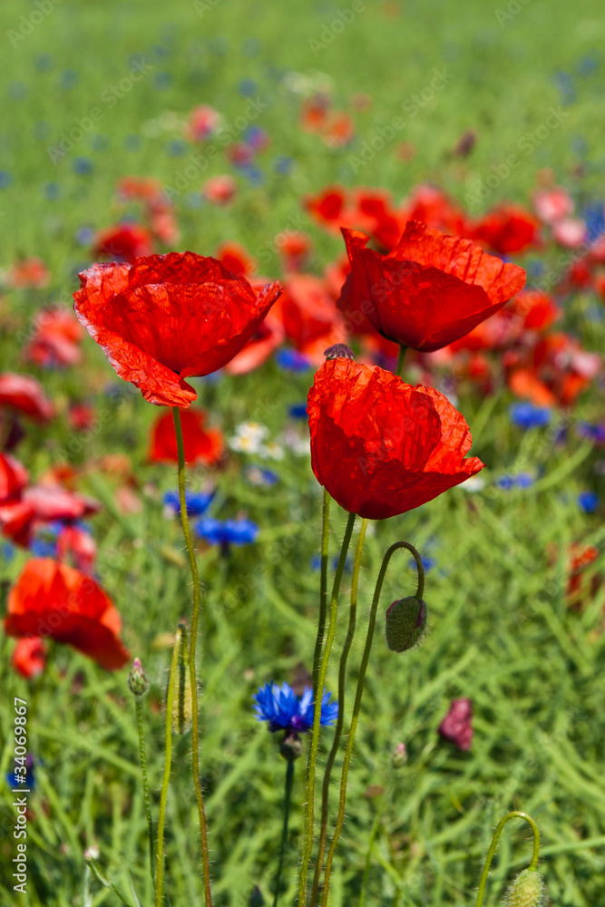 Feldblumen Feldblumen