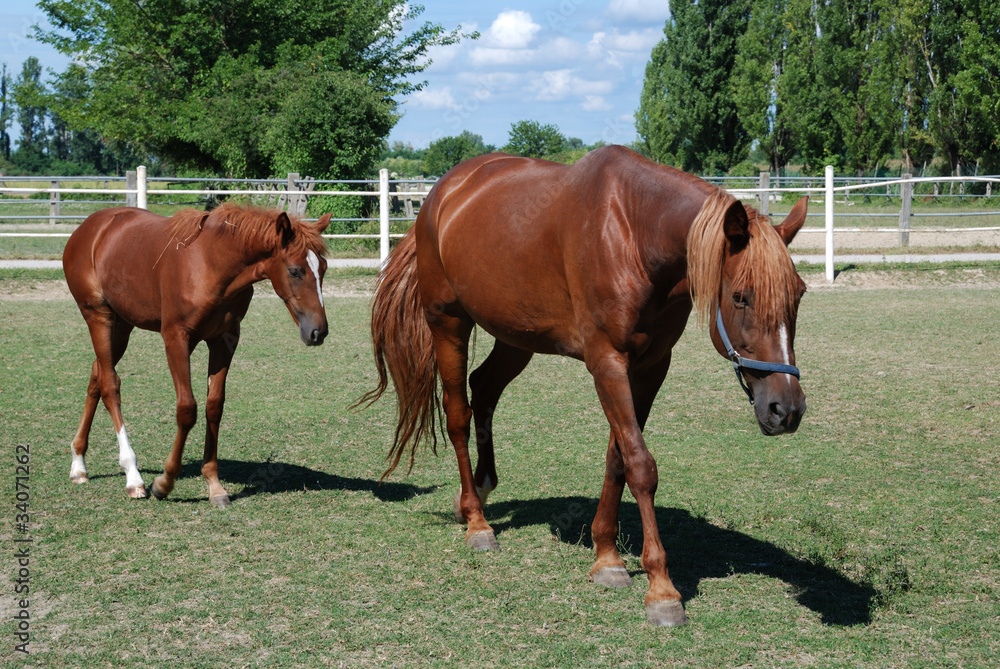 Fototapeta premium puledro e giumenta 2