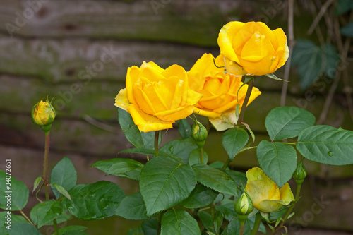 Yellow Rose