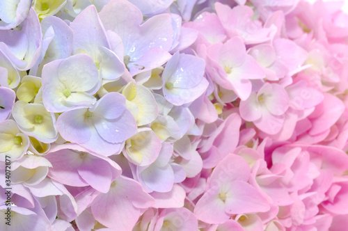 Beautiful Purple and Pink Hydrangea Flowers Close-up