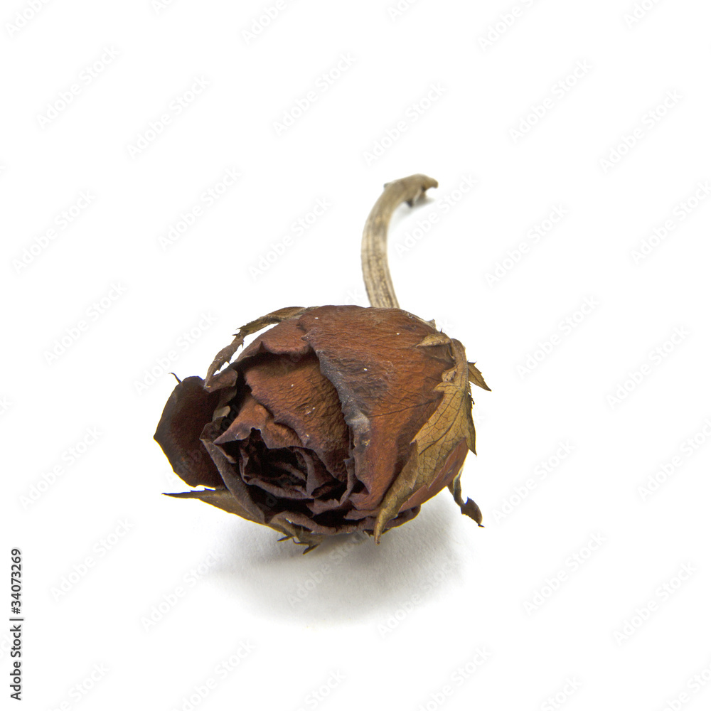 Obraz premium Dried roses.