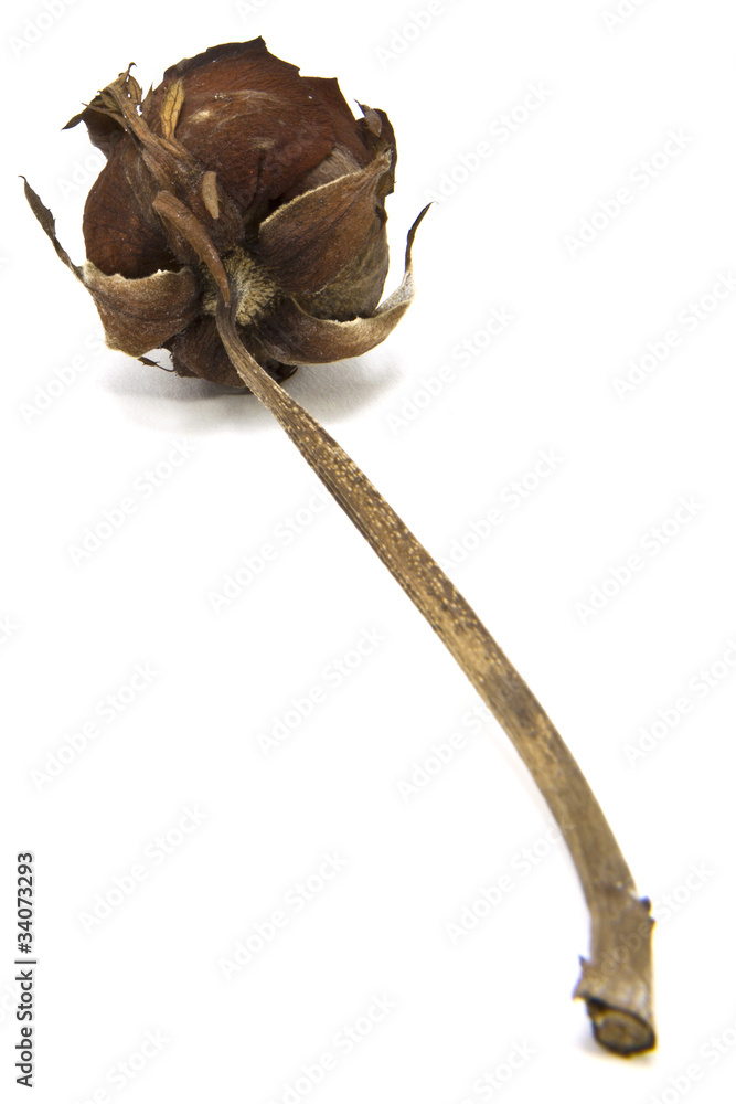 Fototapeta premium Dried roses.