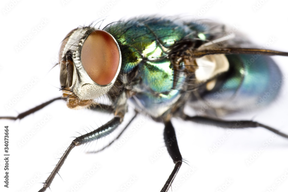 iridescent house fly in close up iridescent house fly in close up