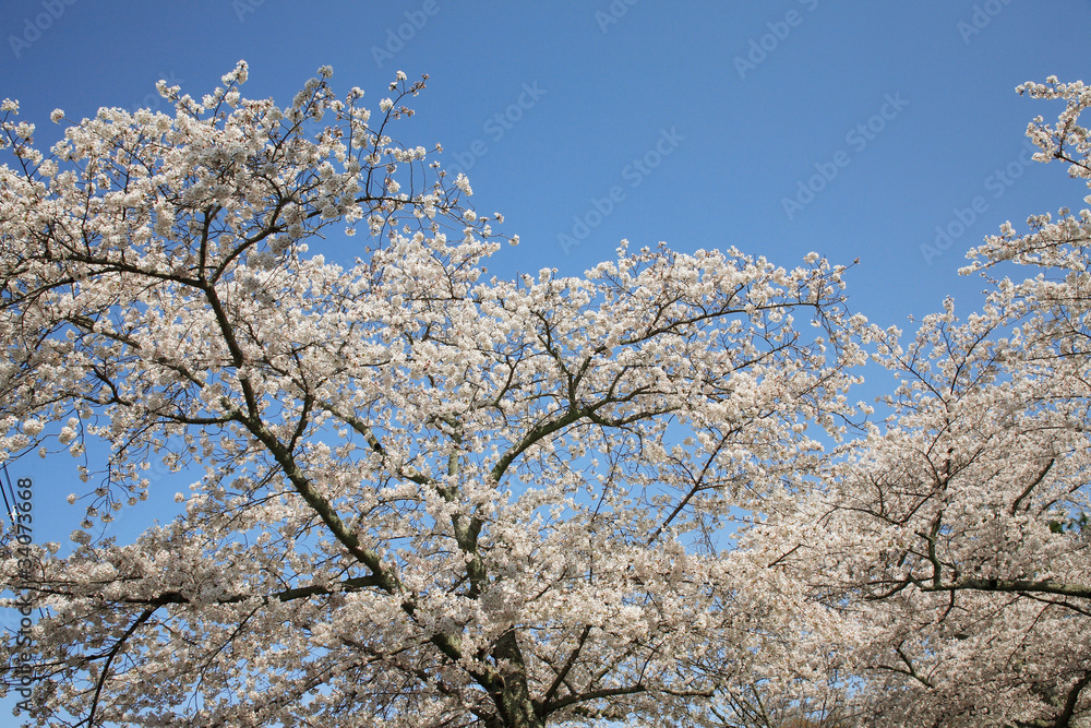さくら さくら