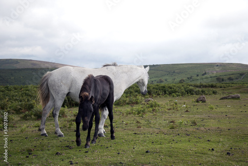 Wild english Dartmoor mare with foal