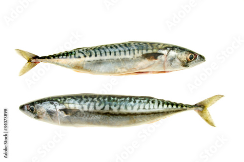 Two mackerel
