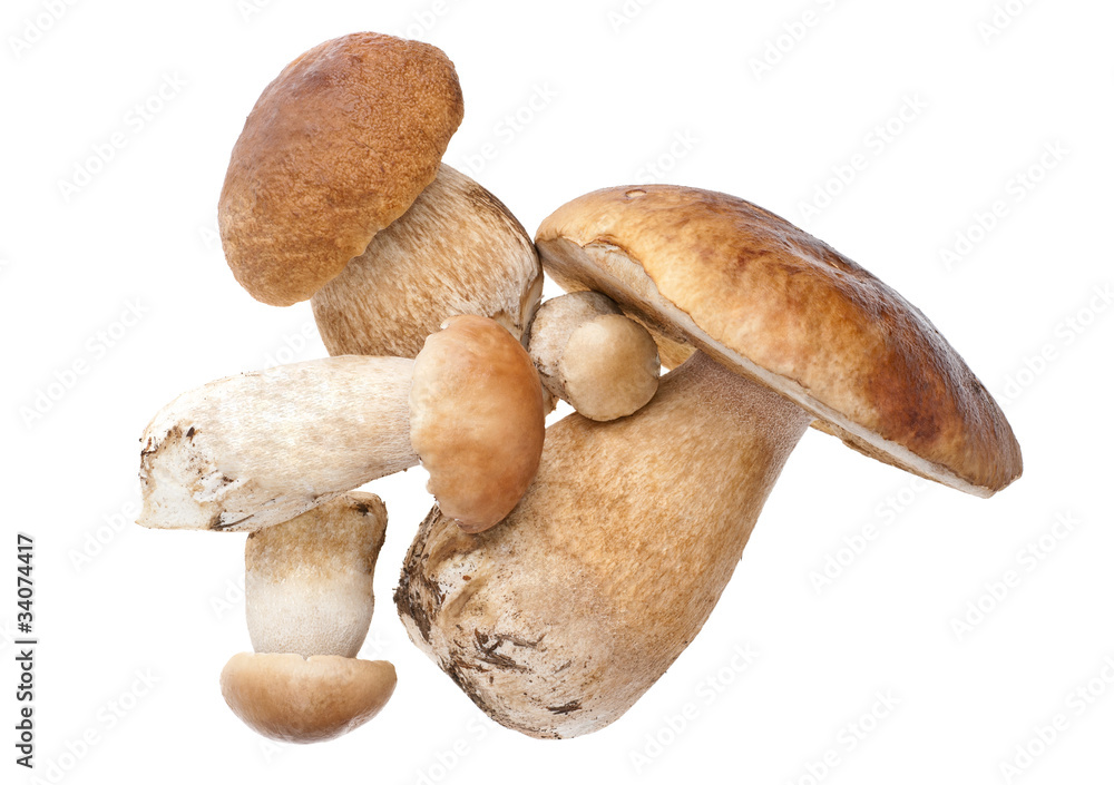 mushroom mushroom