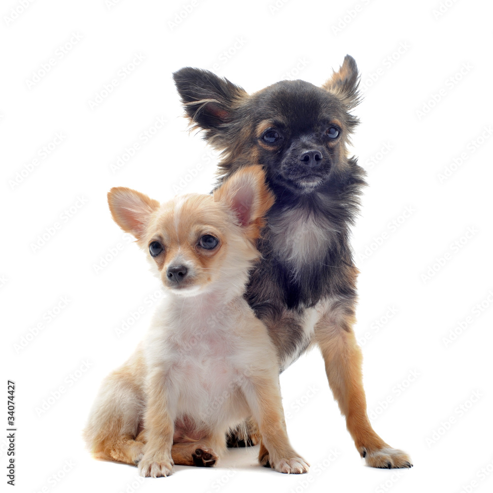 chiot et adulte chihuahua