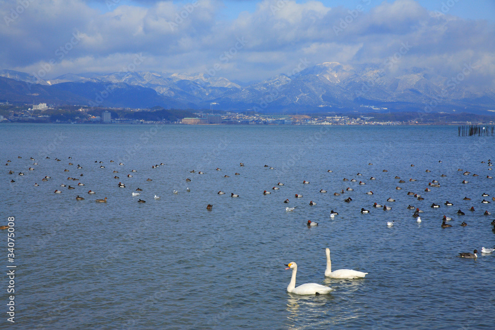 白鳥と琵琶湖
