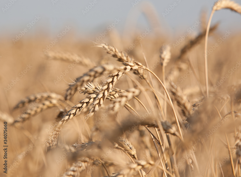 Fototapeta premium Ears of wheat