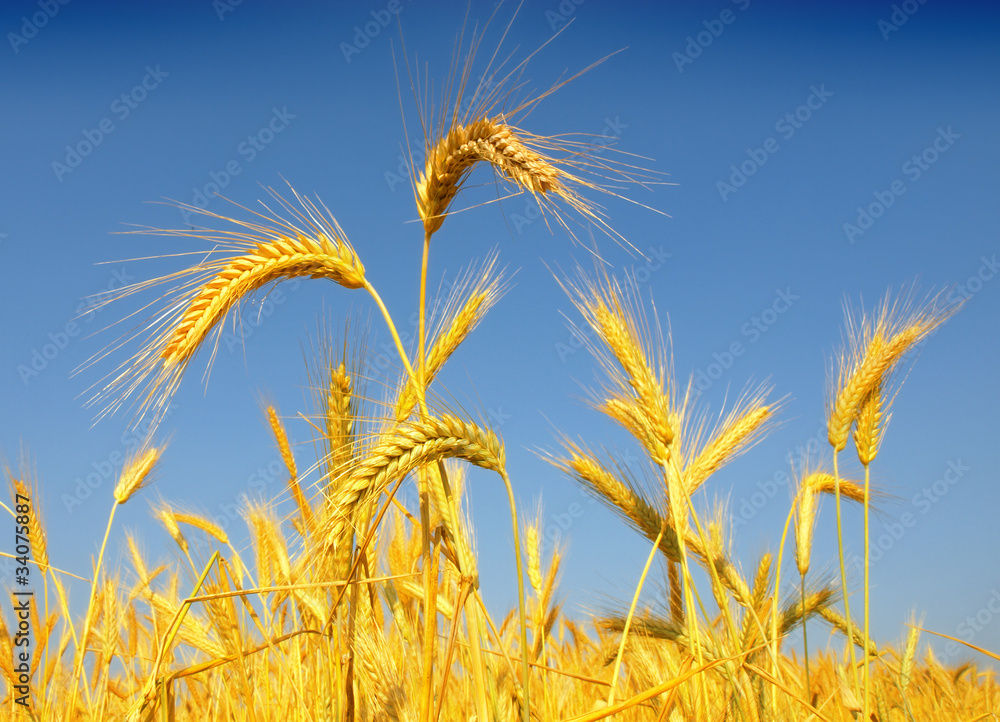 Wheat field