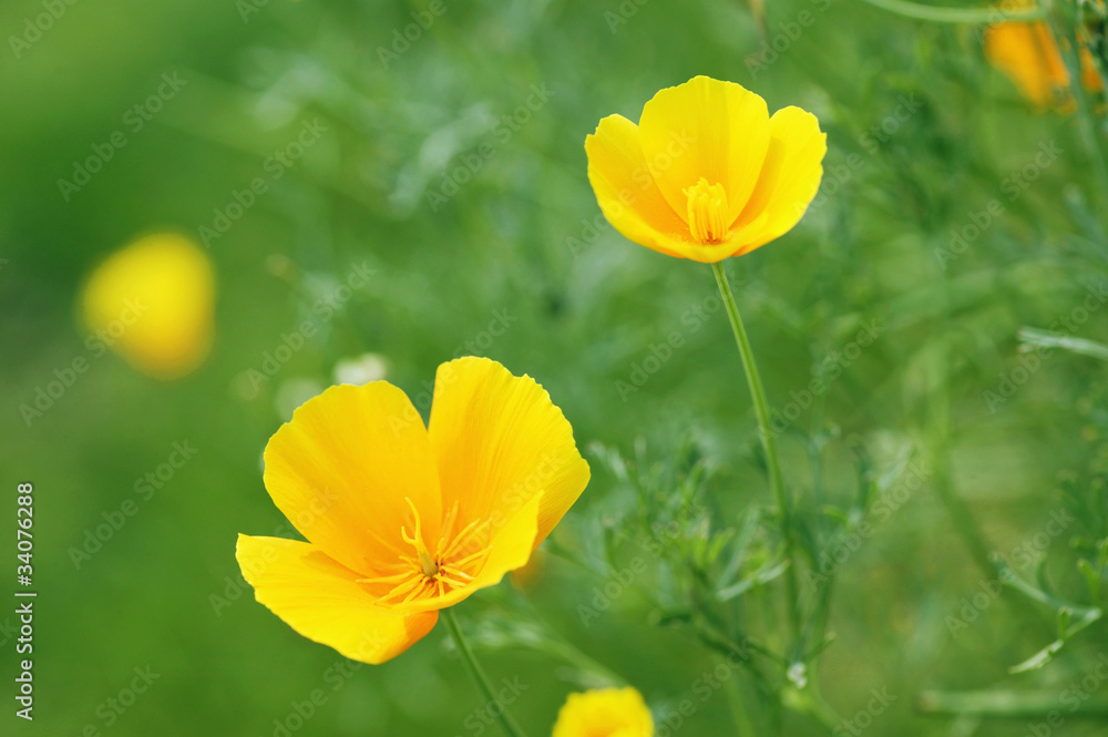 エスコルチアの花 エスコルチアの花