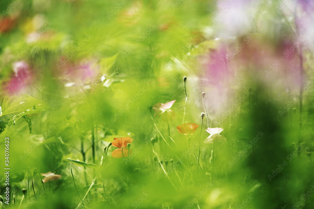 花畑 花畑