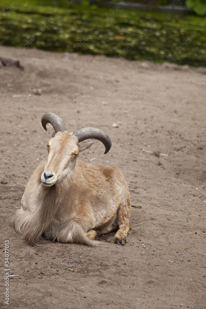 Barbary sheep, Ammotragus lervia