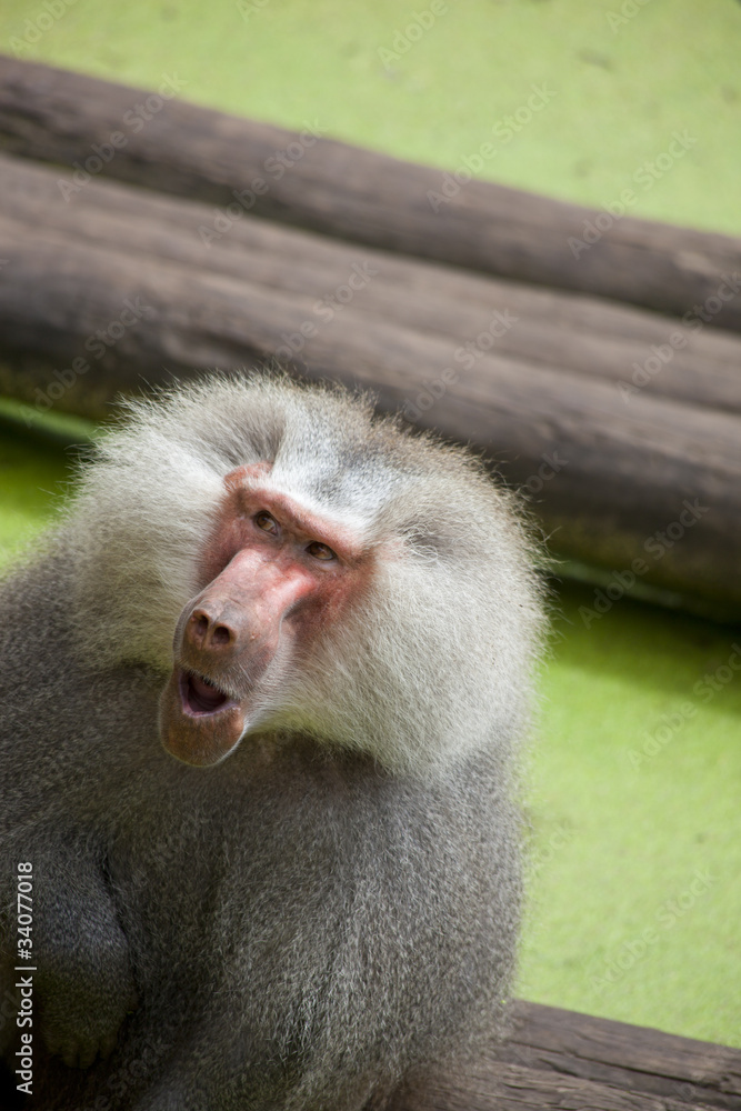 Obraz premium Old baboon, Papio hamadryas