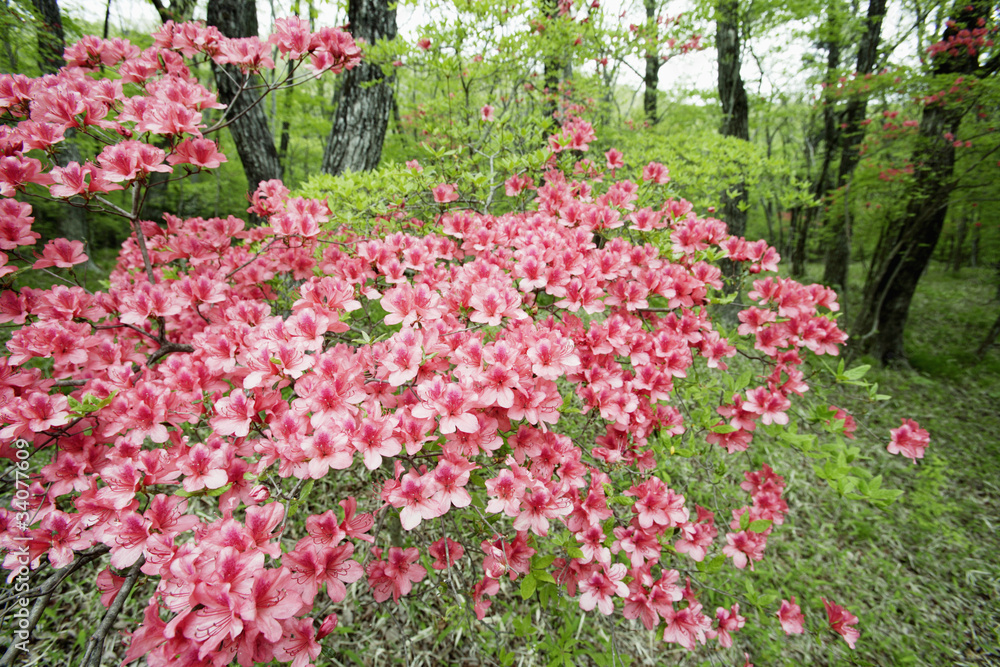 林に咲くヤマツツジ