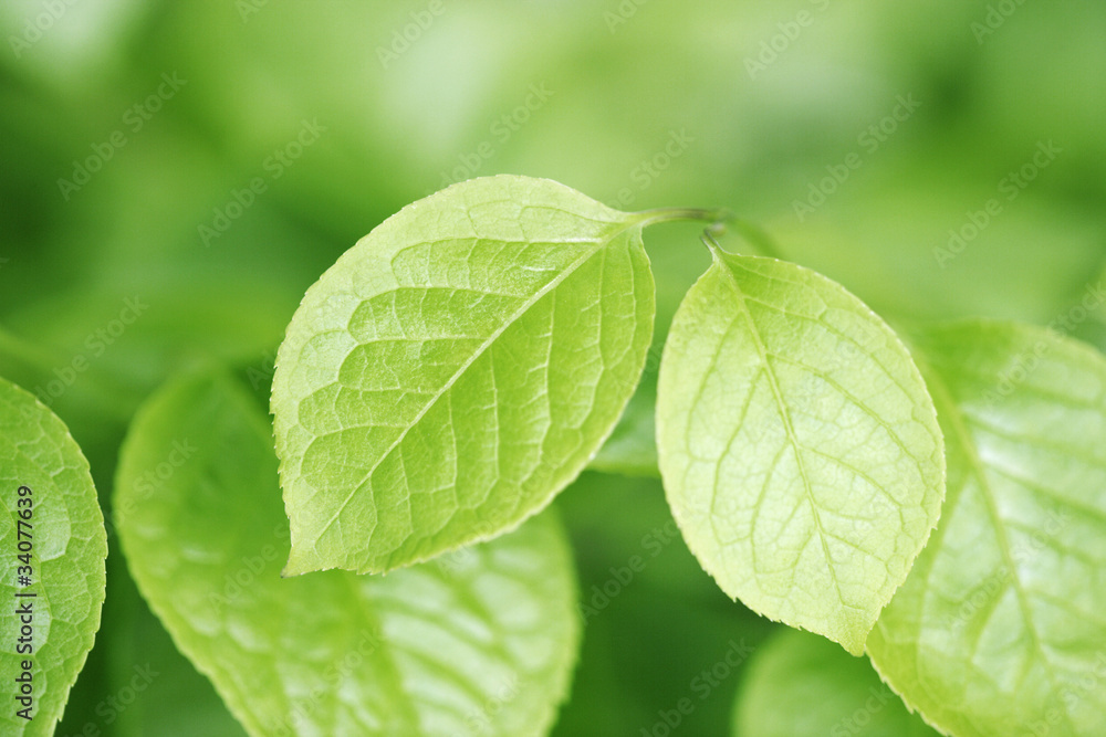 Fototapeta premium 若葉