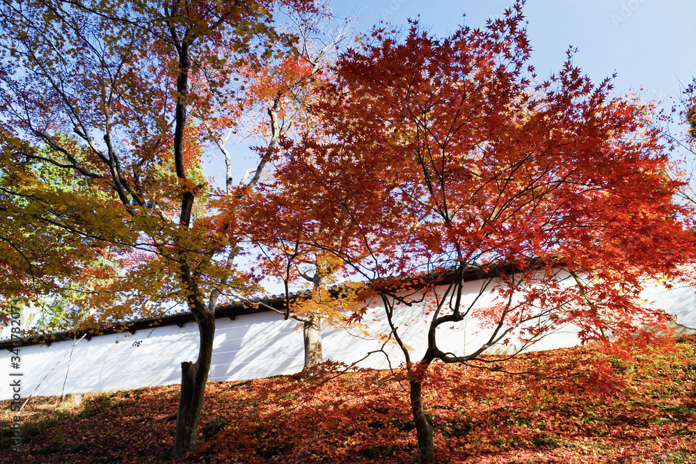 カエデの紅葉 カエデの紅葉