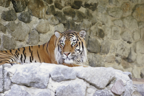 Bengal Tiger