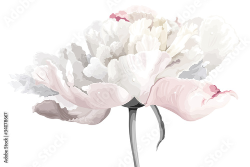White peony flower photo