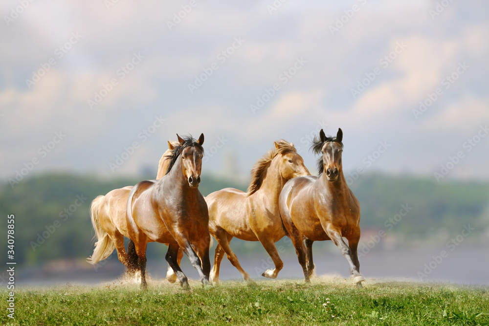 horses