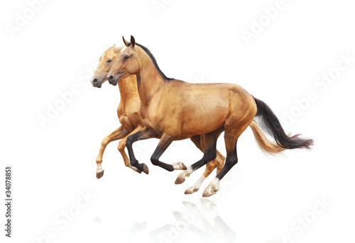 purebred horses